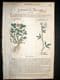 Gerards Herbal 1633 Hand Col Botanical Print. Purple, Yellow, Meadow Trefoil | Albion Prints